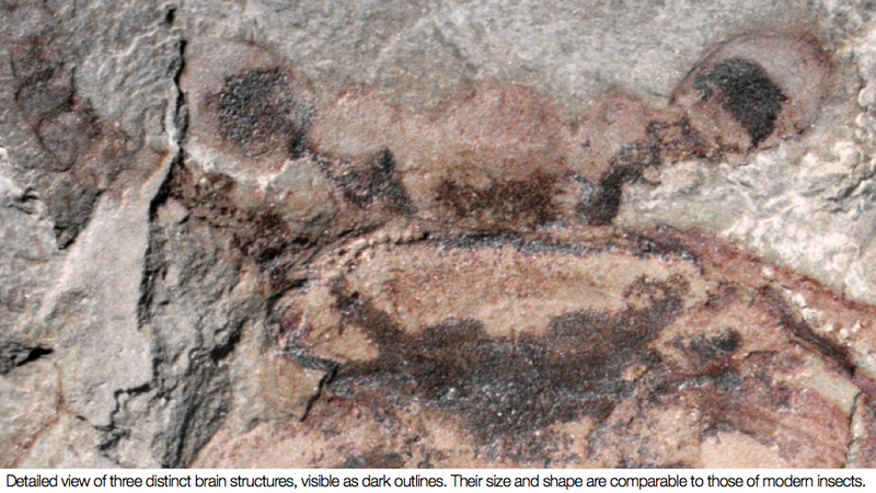 Illustration for article titled Incredible fossil discovery reveals a brain that's over half a billion years old